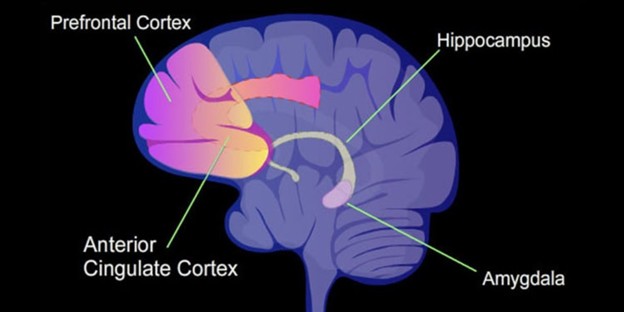 Dopamine, Oxytocin, Serotonin & Endorphins: Isn’t It Time for a Daily D.O.S.E.